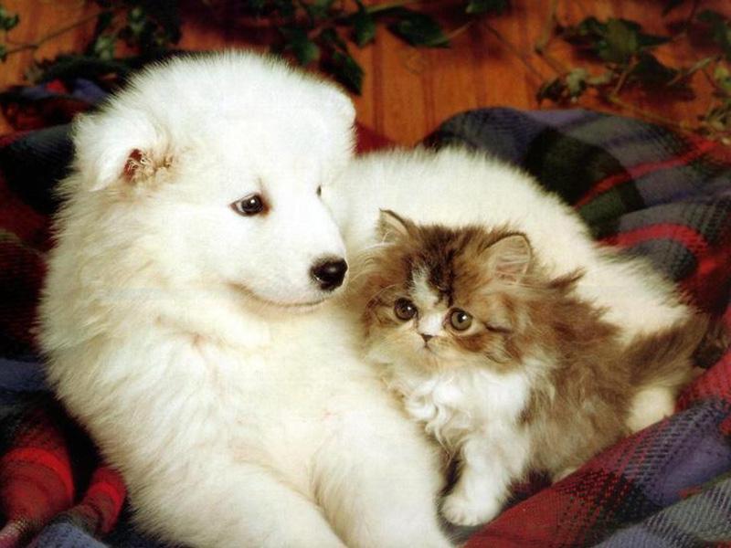 Adorable